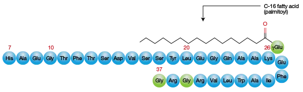 liraglutide