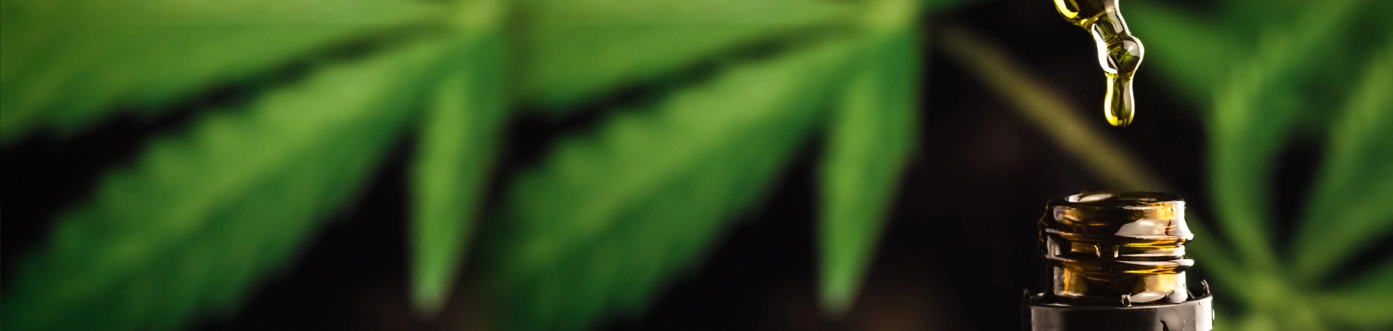 Cannabis hemp banner image