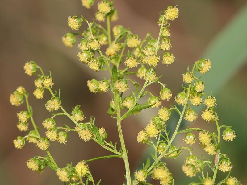 Artemisinin plant