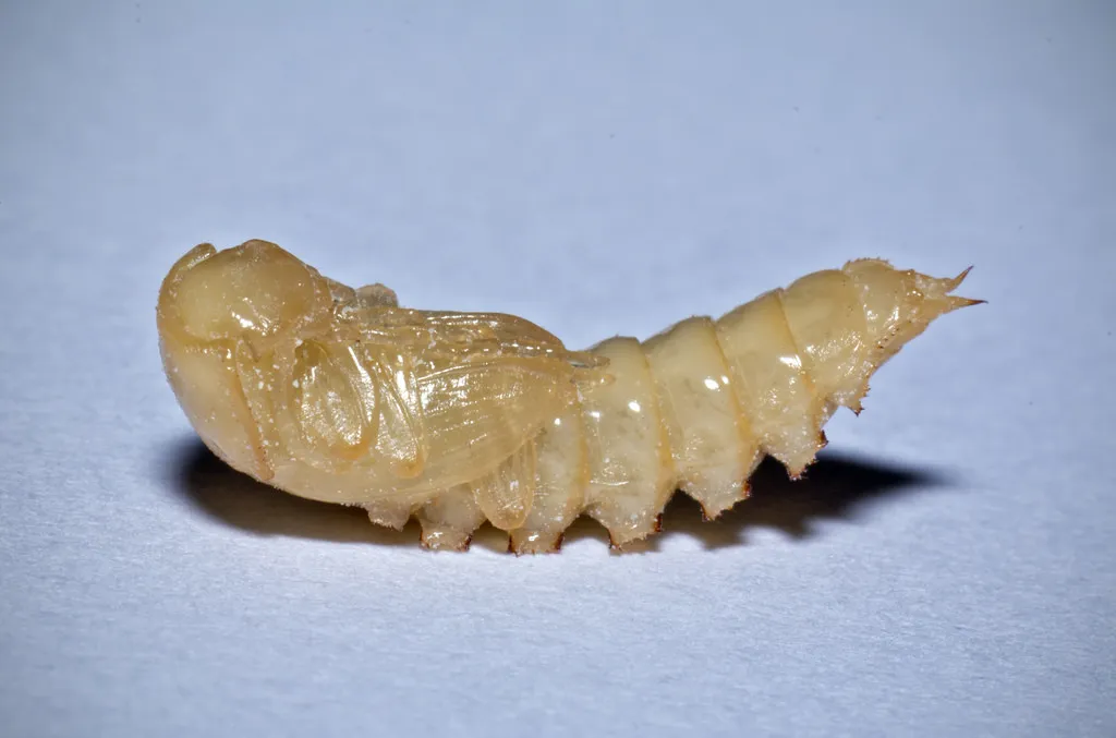 mealworm