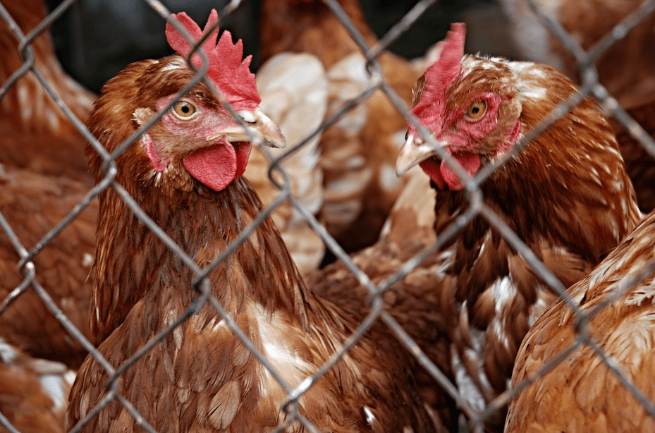 Chlorinated Pesticides from Poultry Fat
