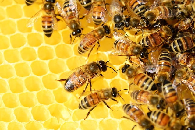 Honey Bee chromatography