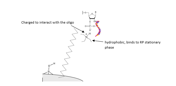 Synthetic Oligonucleotides 