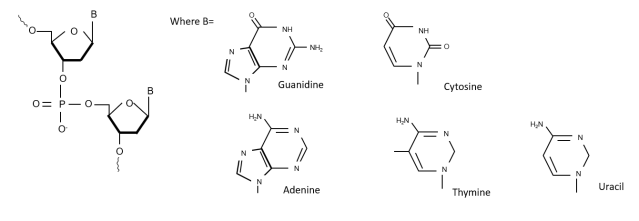 Oligonucleotides structure