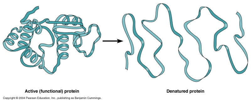 active functional protein vs denatured protein