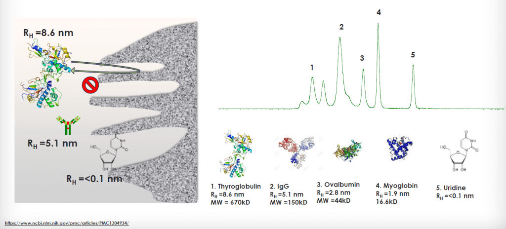 Gel Filtration Chromatography