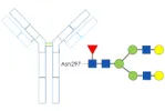 spe-tech-tip-0924-fig-1-Biozen-intact-glycoprotein