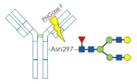 spe-tech-tip-0924-fig-2-Biozen-deglycosylation